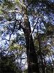Modern Arbor Conscientious Tree Care