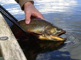 Inland Fisheries