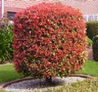 Garden Maintenance Providers