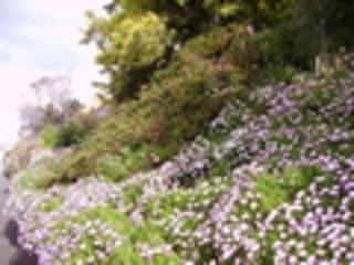 Rose's Home and Garden Maintenance (Bellerive)