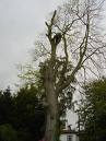 Tree Felling, Pruning & Stump Removal 