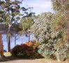 Hobart Tree Climbers (Mount Nelson)