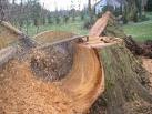 Tassie Stump Removals