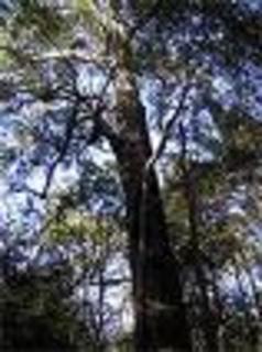 Modern Arbor Conscientious Tree Care